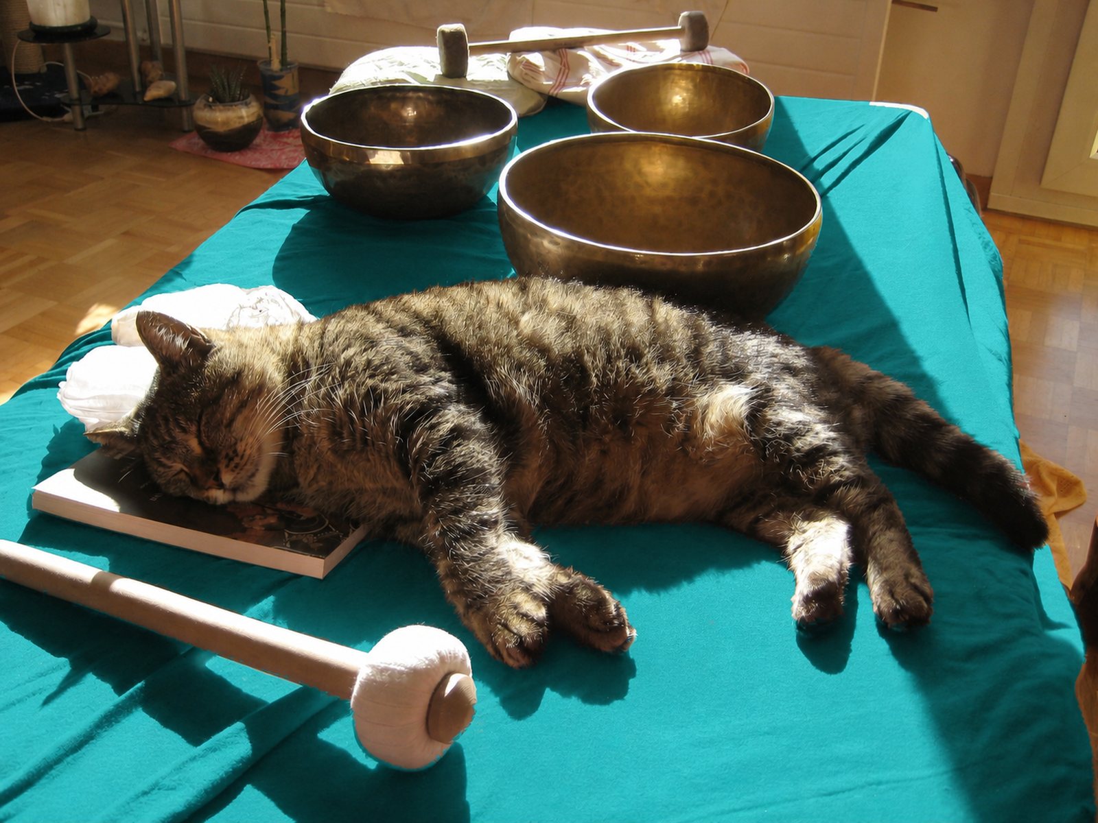 Tiger, die Katze von Diana Thommen, schläft in der Sonne auf der Behandlungsliege, dahinter drei Klangschalen
